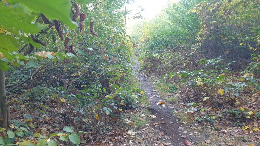 Photo of Heumödern Trails